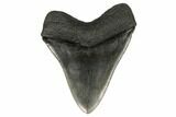 Serrated, Fossil Megalodon Tooth - South Carolina #186041-2
